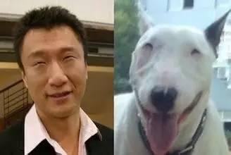 流浪明星网红狗,网红狗的传奇人生