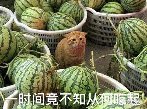一起吃瓜爆料,一起吃瓜，探寻明星背后的故事