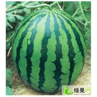 铁瓜今日行情,今日市场动态一览
