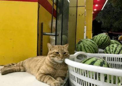 今日一瓜猫咪,揭秘宠物界的趣味瞬间