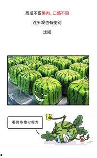 吃瓜网今日