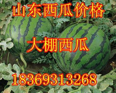 黑子瓜今日价格,市场动态解析”