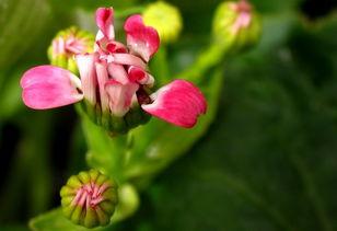 上热门瓜叶菊,探寻植物界的明星花魁