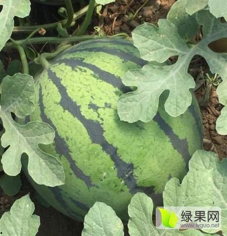 地雷瓜今日价格,今日行情一览”
