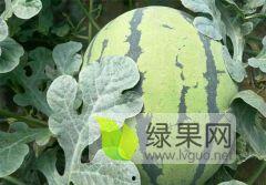 地雷瓜今日价格,今日行情一览”
