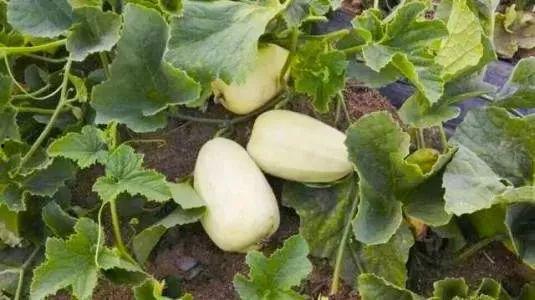 今日银瓜价格,今日银瓜价格波动解析