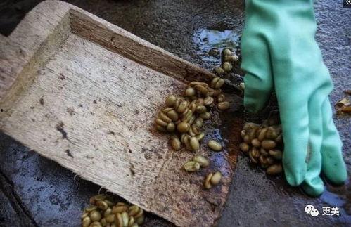 吃葫芦瓜会出现黑便便吗,葫芦瓜摄入与黑便现象揭秘