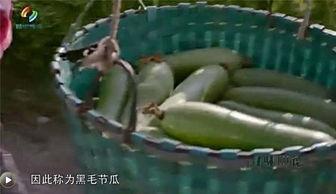 毛瓜上的黑毛可以吃吗,能否放心食用？