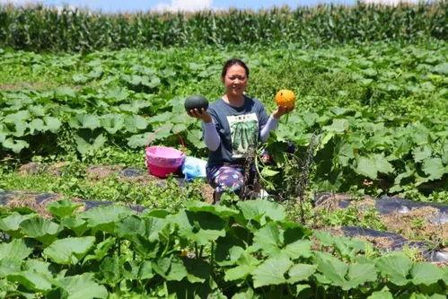 恩施热门大瓜种植,揭秘绿色农业新宠儿的崛起之路