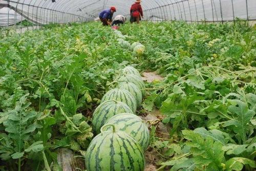 恩施热门大瓜种植,揭秘绿色农业新宠儿的崛起之路