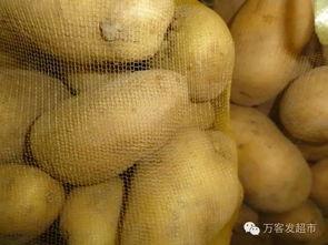 小白瓜今日价格,市场行情一览