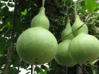 葫芦瓜切开有点黑可以吃吗,还能安全食用吗？