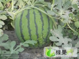 睢宁今日瓜价,新鲜直供，价格行情一览