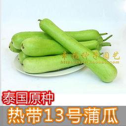 蒲瓜今日价格,探寻市场波动背后的秘密