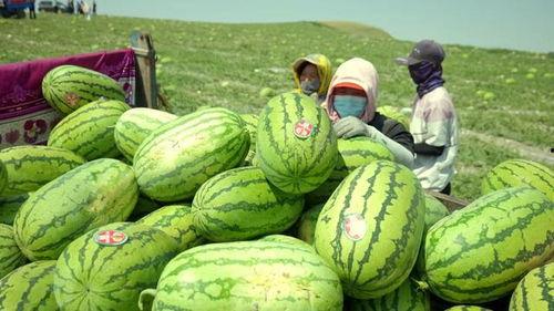 黑料不打料吃瓜入口网页版,网页版带你畅游娱乐圈