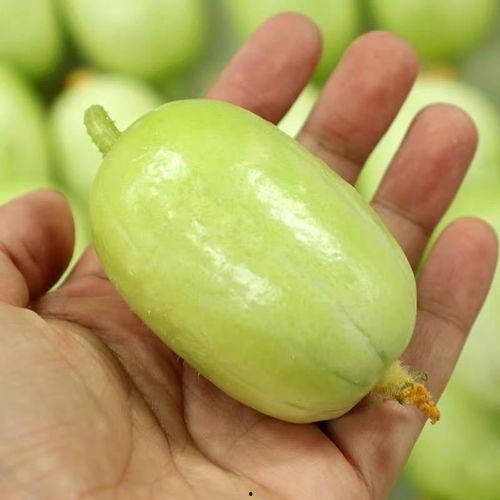 玉女瓜今日价格,价格行情一览