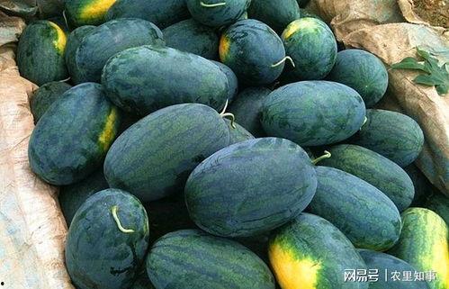 hl11cool黑料吃瓜网,网络舆论背后的真相与争议