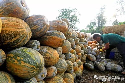 嘉善县吃瓜爆料,揭秘当地热点事件背后的真相