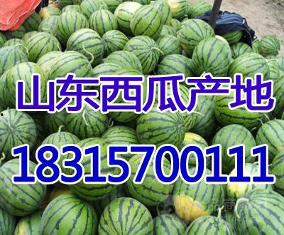 合瓜今日价格,市场动态一览”