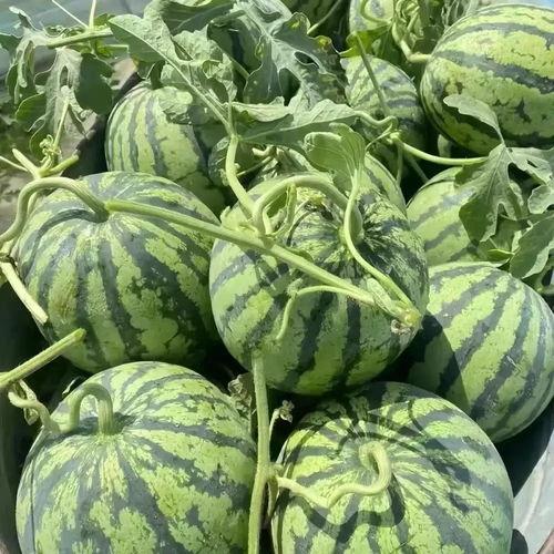 毛瓜价格今日