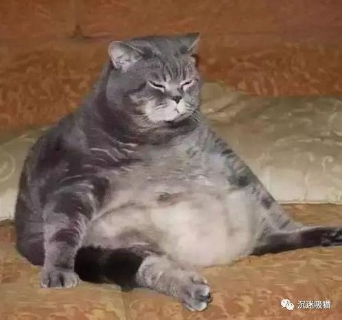 今日吃瓜肥猫