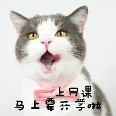 今日吃瓜肥猫
