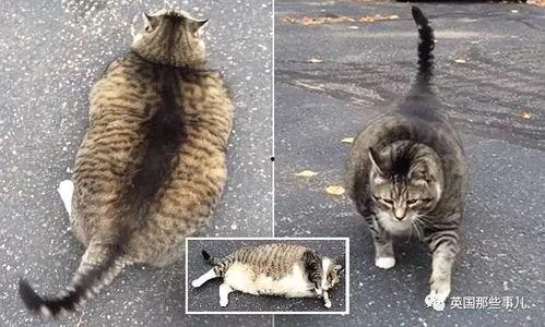 今日吃瓜肥猫