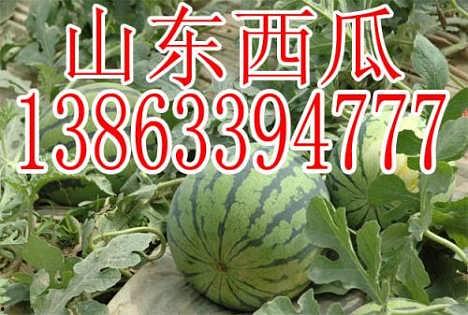 情人瓜今日价格,价格行情一览”