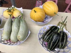 山东今日吃瓜,瓜田里的新鲜事儿