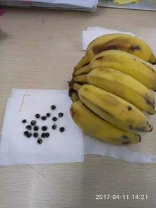 蜜瓜里面有黑籽可以吃吗,可食用之谜揭秘