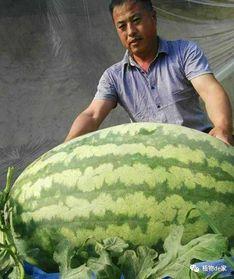 吃瓜黑产事件真相是什么